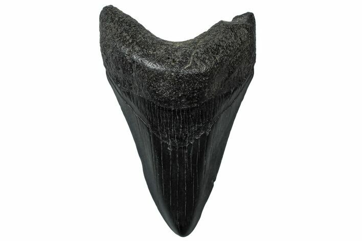 Fossil Megalodon Tooth - South Carolina #299432